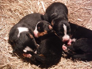 4 pups van Thara